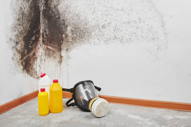 Best Commercial Mold Removal  in Mead Valley, CA