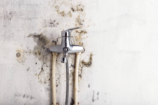 Best Mold Cleaning Services  in Mead Valley, CA