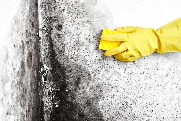 Best Professional Mold Removal  in Mead Valley, CA