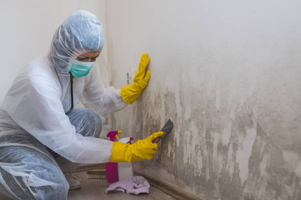 Best Commercial Mold Removal  in Mead Valley, CA