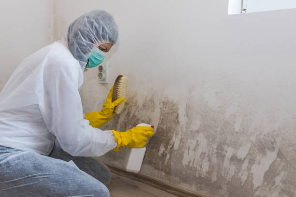 Mold Testing and Removal in Mead Valley, CA
