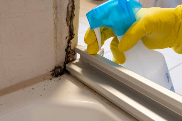 Best Certified Mold Removal  in Mead Valley, CA