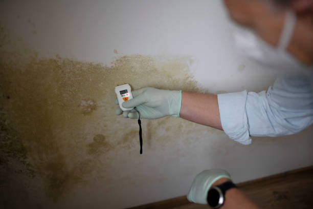 Best Crawl Space Mold Removal  in Mead Valley, CA