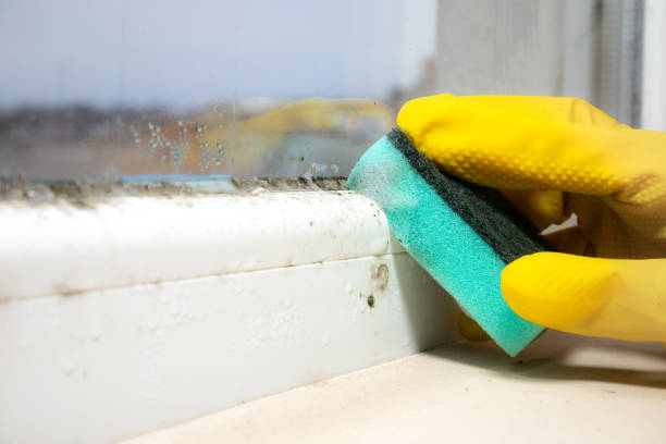 Best Mold Testing and Removal  in Mead Valley, CA