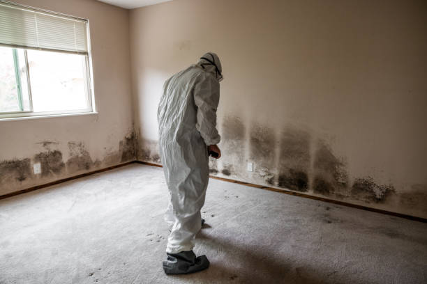 Professional Mold Removal in Mead Valley, CA