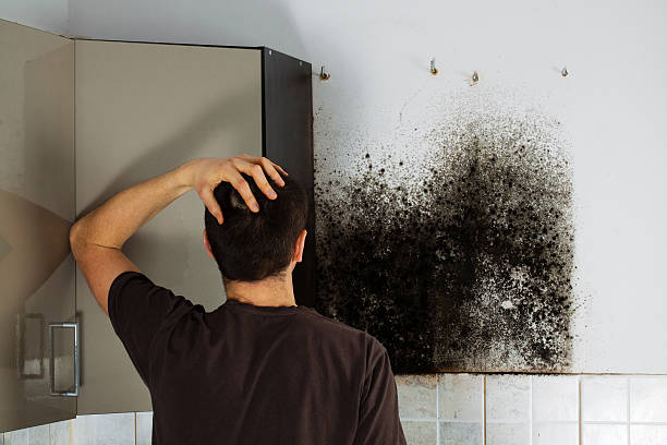 Best Mold Damage Repair  in Mead Valley, CA