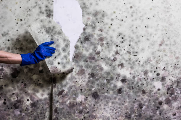 Best Mold Removal Near Me  in Mead Valley, CA