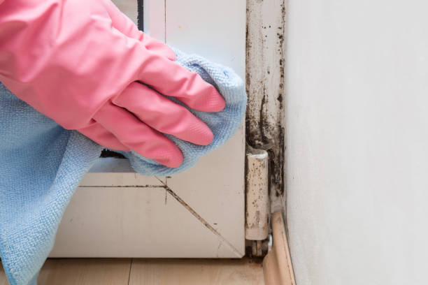 Best Fast Mold Removal  in Mead Valley, CA