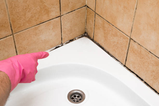 Best Black Mold Removal  in Mead Valley, CA