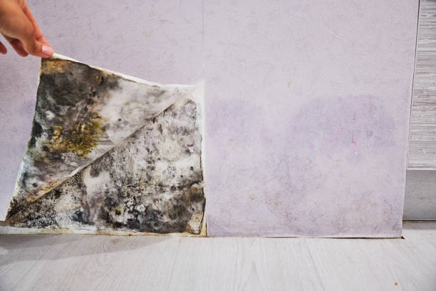 Best Emergency Mold Removal  in Mead Valley, CA